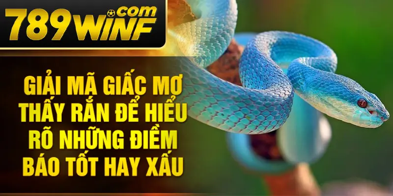 Giải mã giấc mơ thấy rắn để hiểu rõ những điềm báo tốt hay xấu